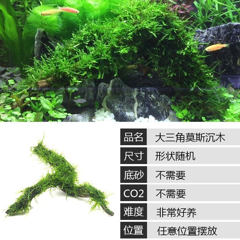 鱼缸懒人水草植物淡水有茎草缸造景水族箱中后景沉木水草套餐 - 图1