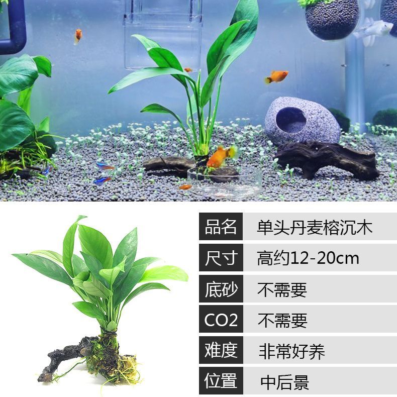 鱼缸懒人水草植物淡水有茎草缸造景水族箱中后景沉木水草套餐 - 图0