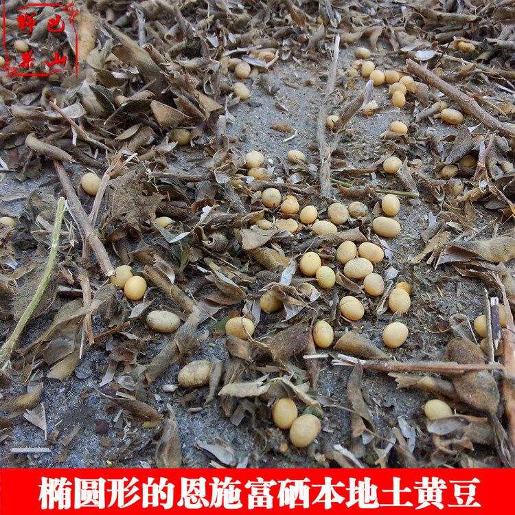 恩施发豆浆品种农家自种本地5黄豆 画迈黄豆