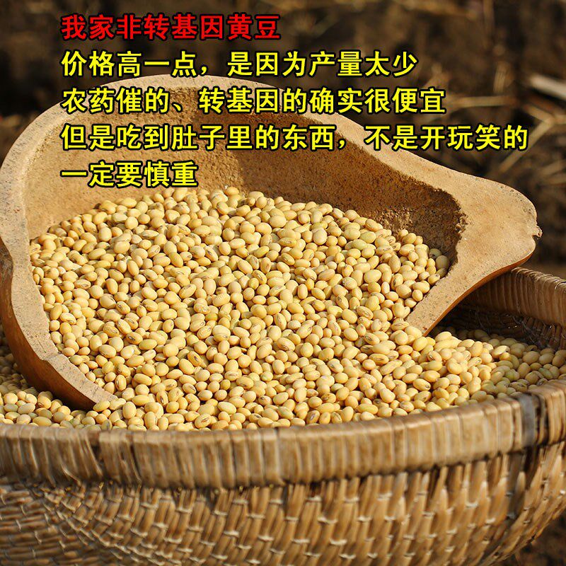 农家自种打豆浆发醇厚土椭圆黄豆 画迈黄豆