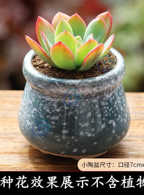 新疆包邮哥百货粗陶透气多肉花盆