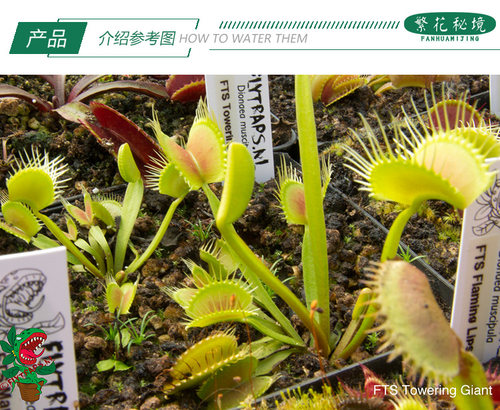 铁塔巨人捕蝇草【夏季直立超大巨夹巨型品种食人花大嘴巴夹子草】 - 图1
