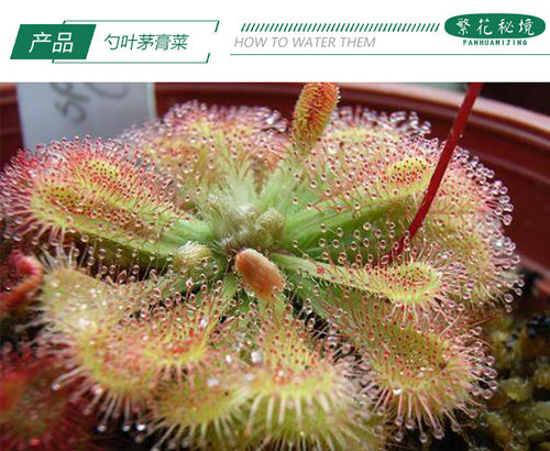 勺叶茅膏菜捕蝇草毛毡苔食人花食虫植物桌面迷你可爱盆栽粘飞虫子 - 图0