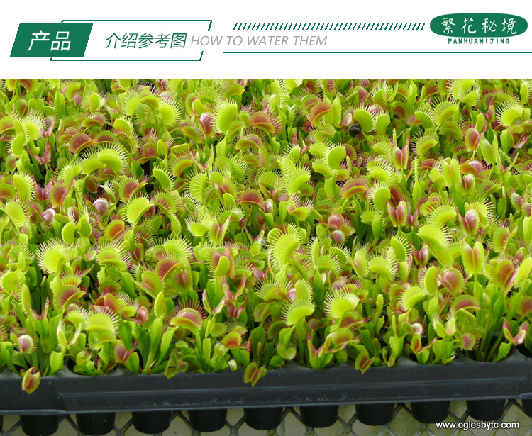 买二送一超大捕蝇草食人花驱蚊草猪笼草盆栽食虫水培绿植室内办公,淘宝优惠券,粉丝福利购,淘宝优惠卷