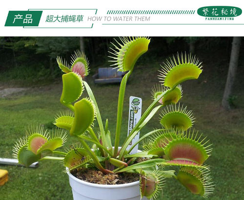 超大捕蝇草食虫草扑蝇草驱蚊草捕蚊子苍蝇盆栽绿植食人花大嘴捕虫 - 图2