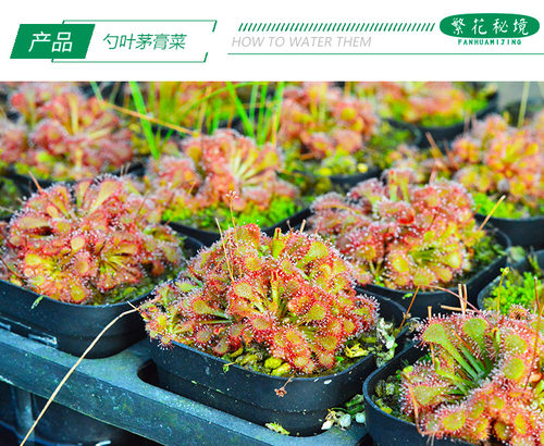 勺叶茅膏菜捕蝇草毛毡苔食人花食虫植物桌面迷你可爱盆栽粘飞虫子 - 图1