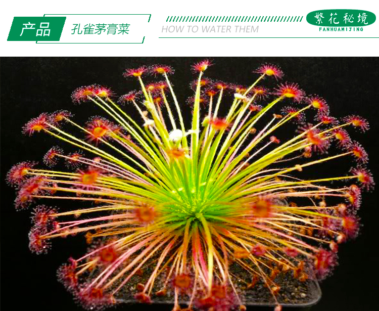 孔雀茅膏菜北领地稀有品种喜阳热带植物迷你可爱盆栽驱蚊草食虫草 - 图0