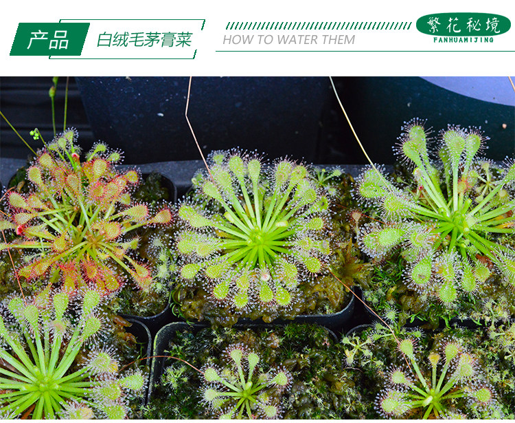 白化绒毛茅膏菜【夏季驱蚊神器粘虫子蚊子多肉绿植迷你盆栽】,淘宝优惠券,粉丝福利购,淘宝优惠卷