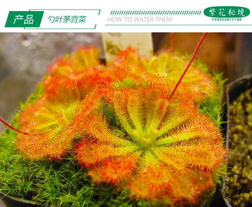 勺叶茅膏菜捕蝇草毛毡苔食人花食虫植物桌面迷你可爱盆栽粘飞虫子 - 图2