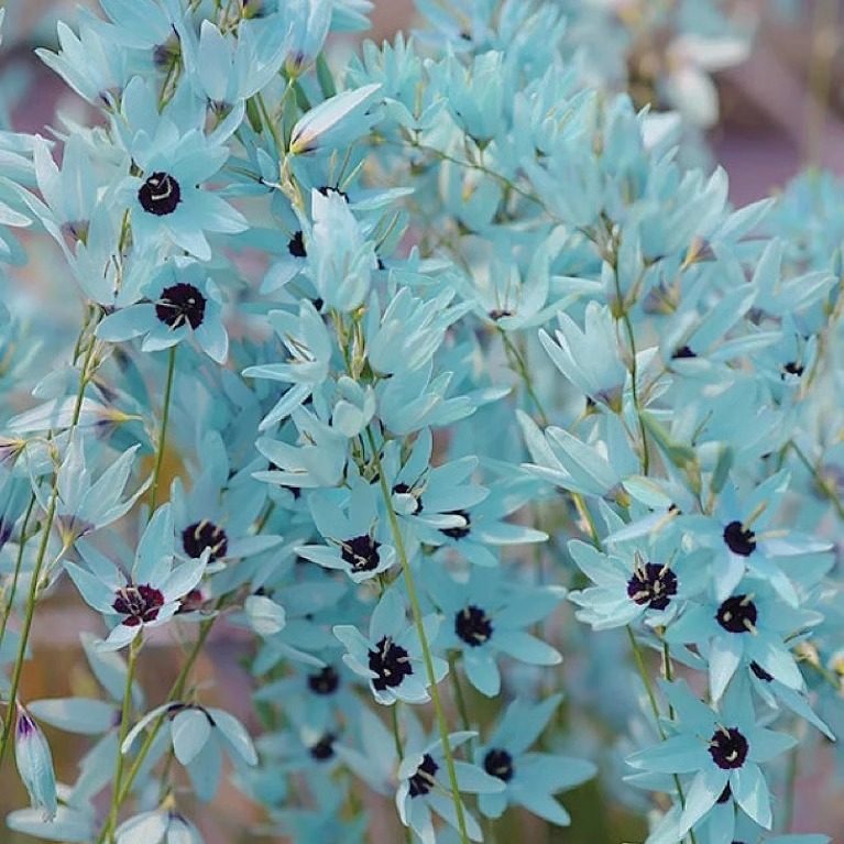 绿松石鸢尾种球稀有球根花卉阳台庭院多年生秋植谷鸢尾种子立金花,淘宝优惠券,粉丝福利购,淘宝优惠卷