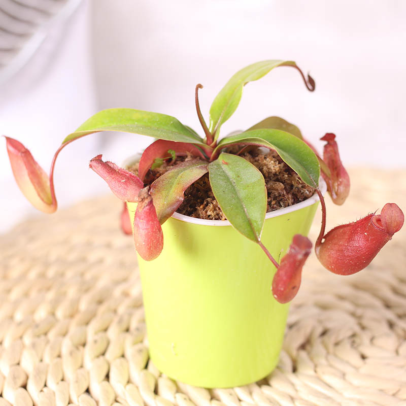 食虫花 趣味捕蝇草食虫花盆栽 热品库 性价比省钱购