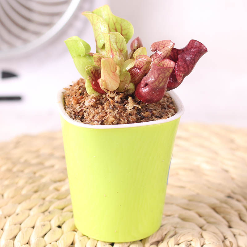 食虫花 趣味捕蝇草食虫花盆栽 热品库 性价比省钱购