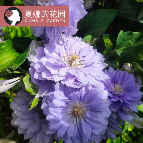 琉璃铁线莲重瓣蓝紫色爬藤花卉植物阳台盆栽户外地栽多季开花大苗 - 图2
