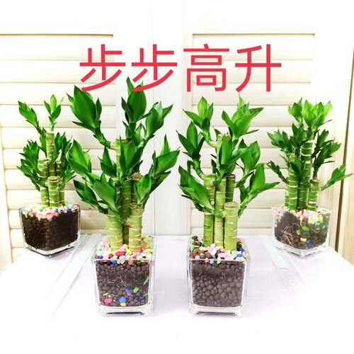 水培植物步步高富贵竹荷花竹水养室内花卉风水绿植净化空气清新 - 图2