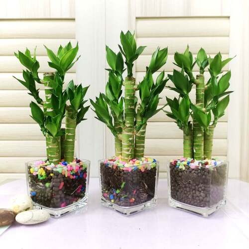 水培植物步步高富贵竹荷花竹水养室内花卉风水绿植净化空气清新 - 图3
