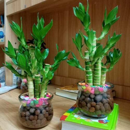 水培植物步步高富贵竹荷花竹水养室内花卉风水绿植净化空气清新 - 图1