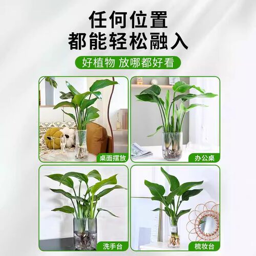 天堂鸟无土纯水培植物室内好养绿植水培水养易活桌面绿植水养植物 - 图3