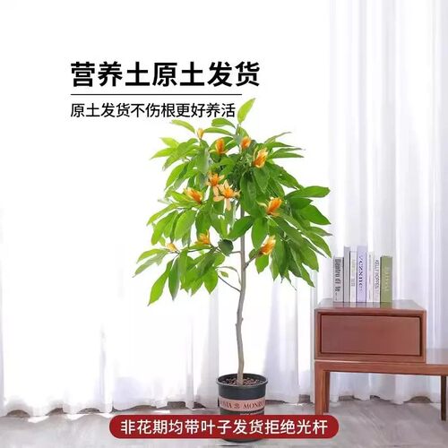 白兰花盆栽花卉植物室内花四季黄角兰白玉兰花树苗老桩带花苞开花 - 图2