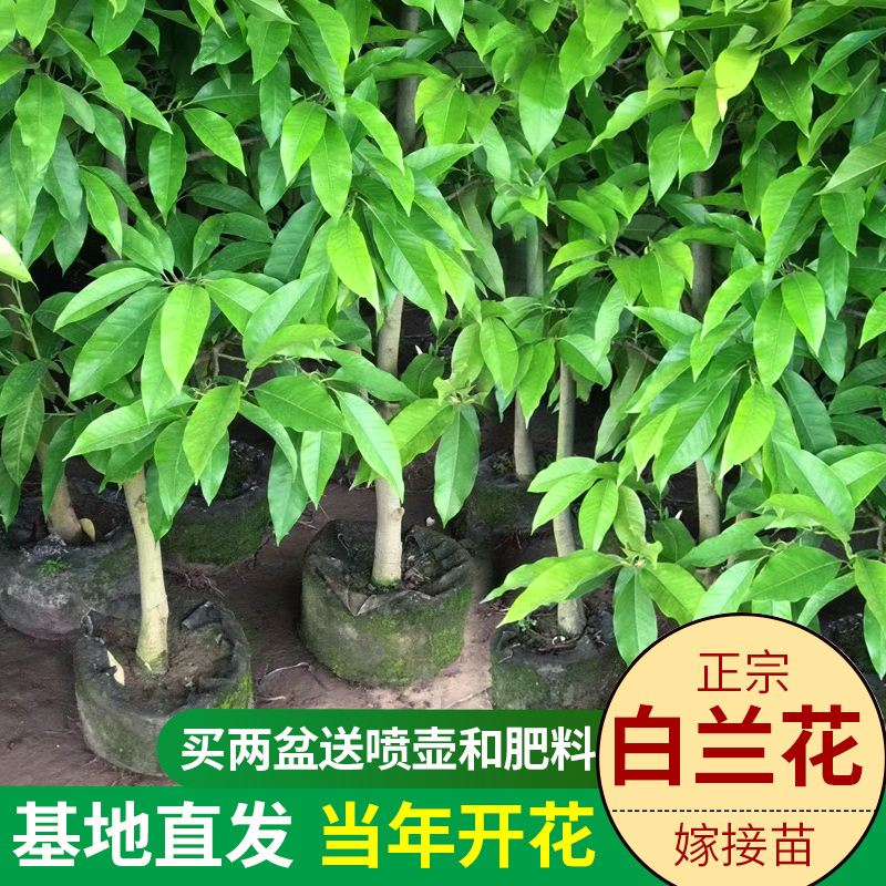 白兰花盆栽花卉植物室内花四季黄角兰白玉兰花树苗老桩带花苞开花-图2