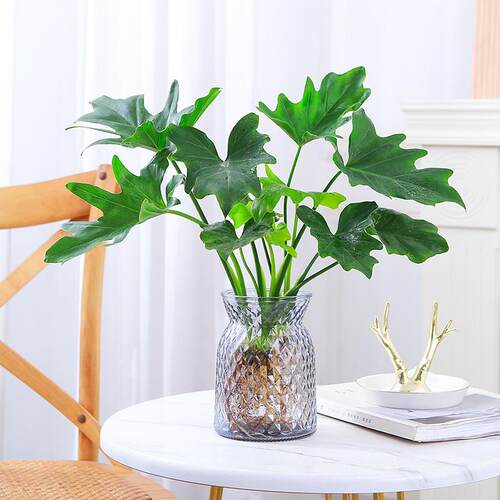 水培植物春羽盆栽蔓绿绒室内龟背竹春雨绿植常青绿萝好养办公桌面 - 图0