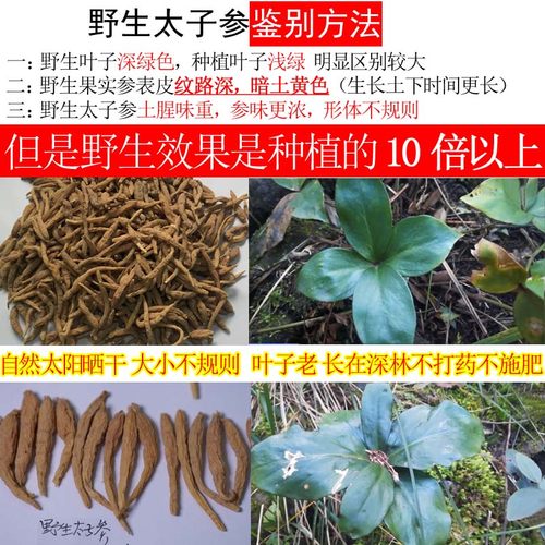 太子参 正品野生太子参 正宗野外深山老林挖采孩儿参四叶参孩童参 - 图2