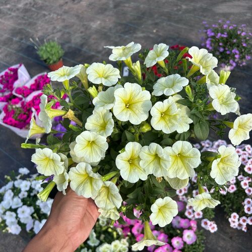 矮牵牛花苗盆栽花卉阳台庭院垂吊花卉百万小玲舞春花花卉耐寒好养 - 图2