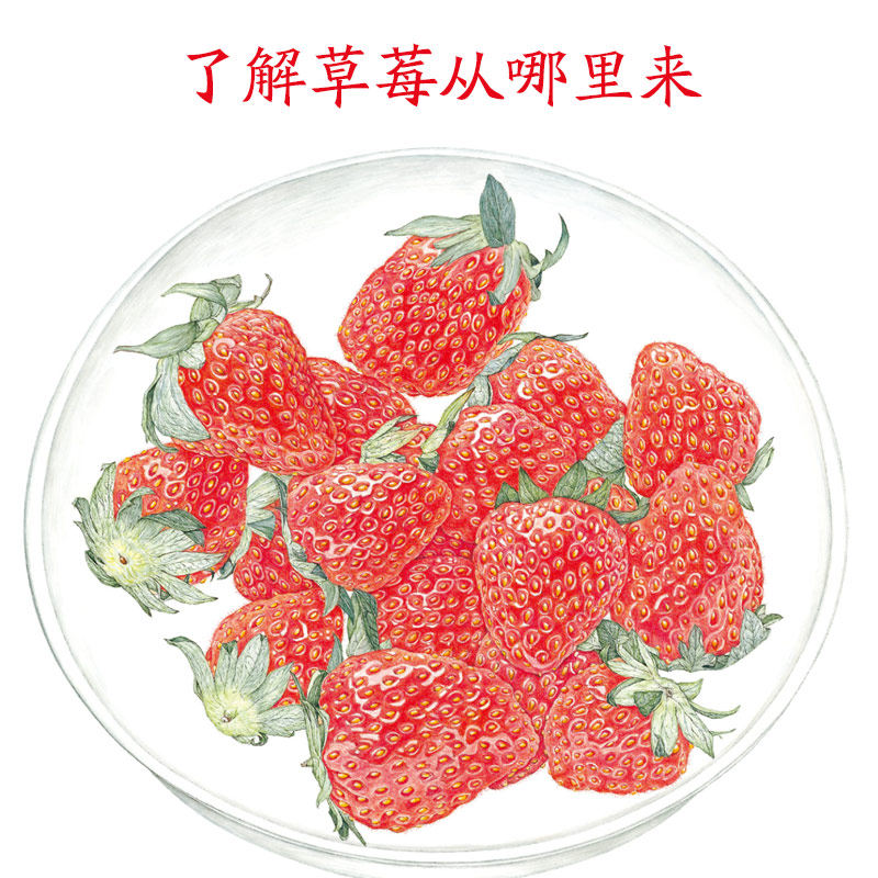 【5册】诺贝尔科学馆植物果实书全套草莓郁金香果实是种子的旅行箱猜猜蛋里住着谁番茄课外书籍读物小小自然观察植物生长科学