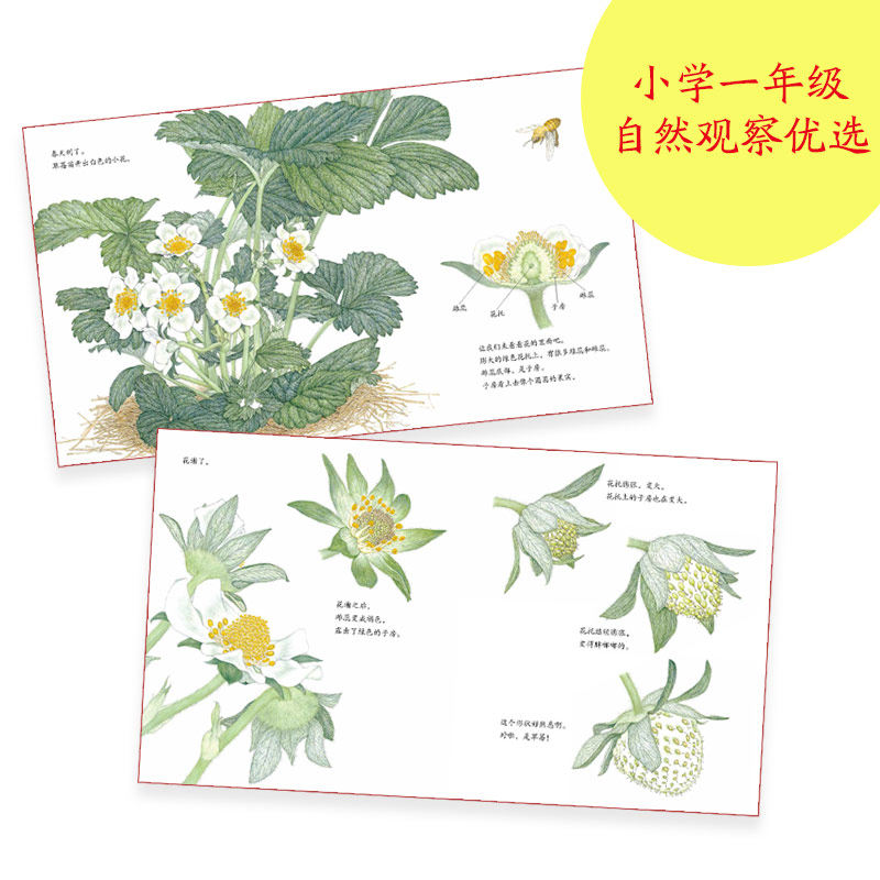【5册】诺贝尔科学馆植物果实书全套草莓郁金香果实是种子的旅行箱猜猜蛋里住着谁番茄课外书籍读物小小自然观察植物生长科学
