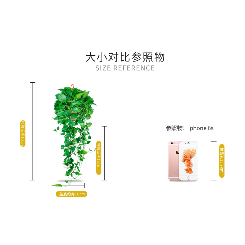 绿萝盆栽室内垂吊兰去吸除甲醛花卉植物自吸水新房长藤大绿箩批发 - 图0