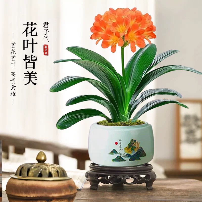 君子兰盆栽老苗四季好养多肉花卉带花苞绿植物室内圆头和尚大小苗