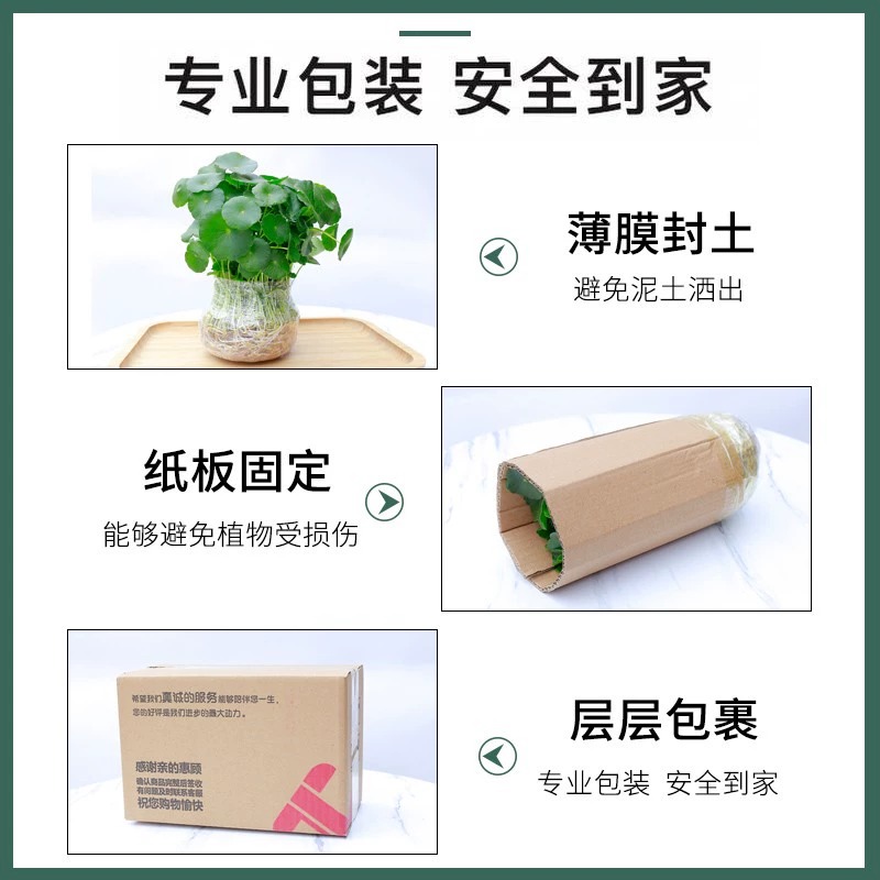 带叶铜钱草水培植物办公室内盆栽客厅桌面绿植花卉趣味水养金钱草-图2