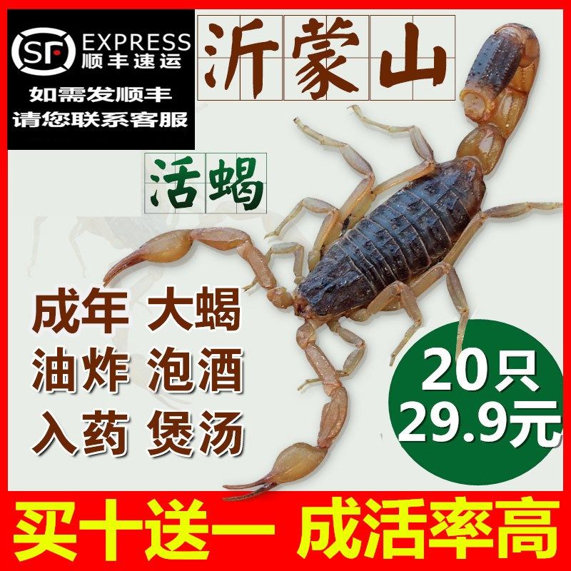 蝎子酒 新人首单立减十元 21年7月 淘宝海外