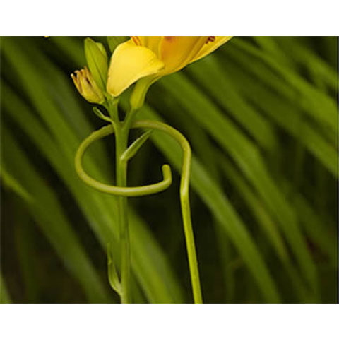 两件包邮花支柱铁艺花架花盆支架爬藤架攀爬架绣球花支撑架花支架 四季花园家居用品 淘优券