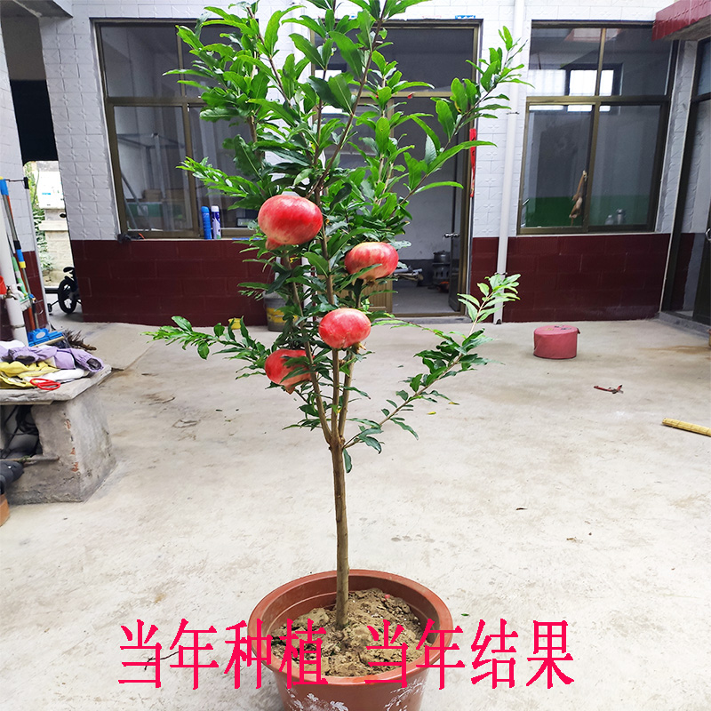 石榴树树苗突尼斯软无籽盆栽地栽南北方种植特大庭院带土当年结果 - 图1