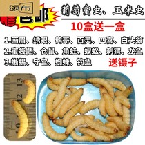 Grape Honey Corn Worm Honey Worm Grape Meiosis Large Wax Borer Fishing Bait Fish Bait Bird Worms hamster Hog Hedgehog Snacks