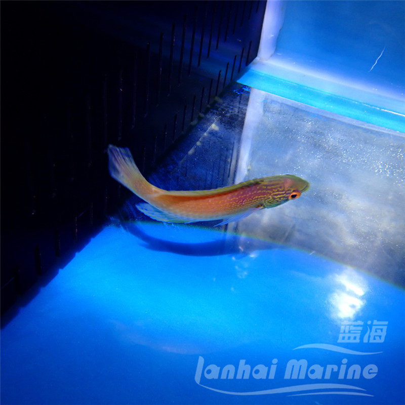 夏威夷金丝雀鱼海水鱼隆头鱼海水观赏鱼海鱼活体水族宠物顺丰