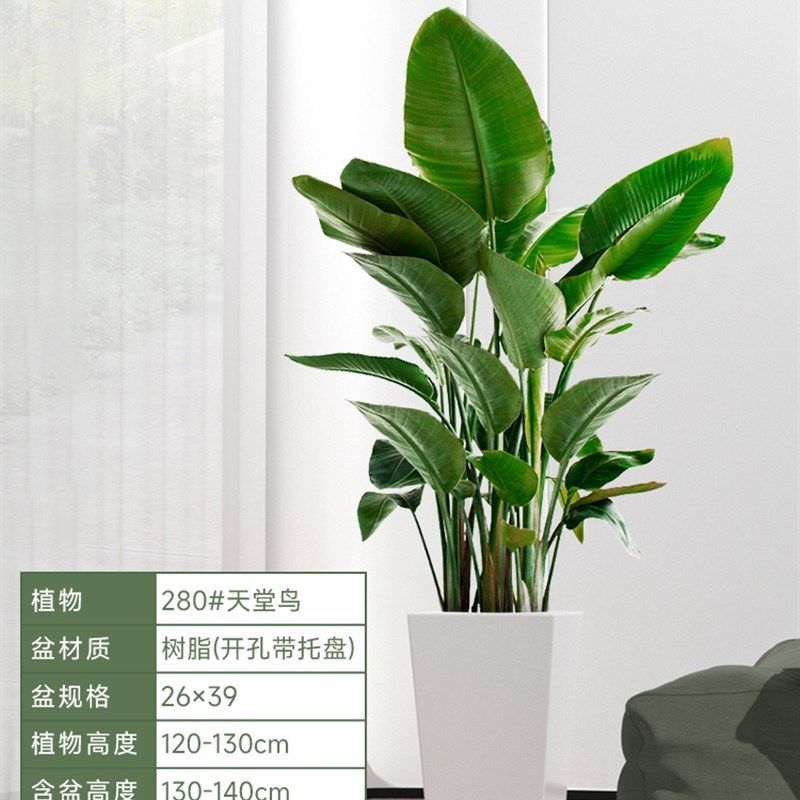 天堂鸟盆栽室内客厅网红大型绿植办公室绿色植物好养活花卉鹤望兰,淘宝优惠券,粉丝福利购,淘宝优惠卷