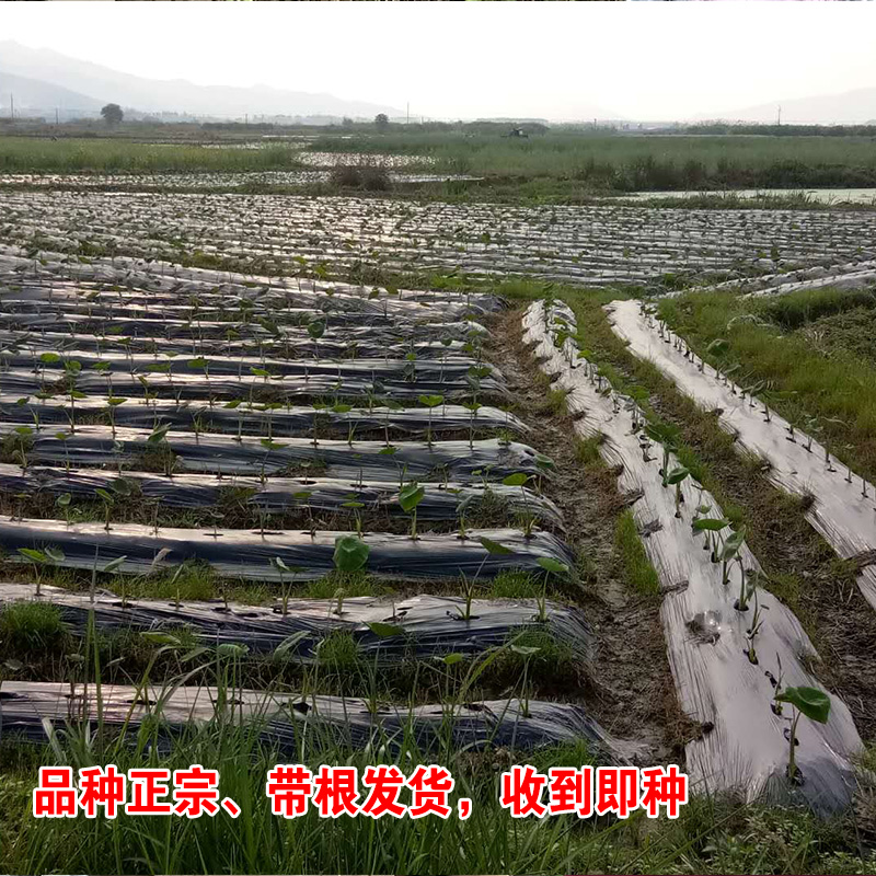 正宗广西荔浦新鲜芋头种植苗槟榔香芋苗现挖蔬菜农家有机种子植 - 图2