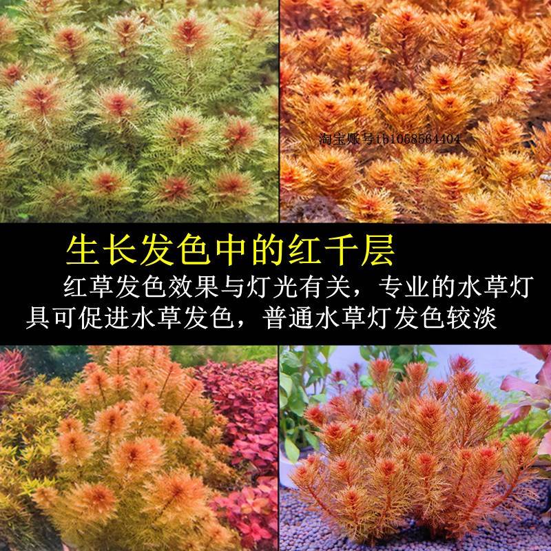 红千层红羽毛易发色红色后景水草阴性鱼缸草缸造景新手快速成景-图1