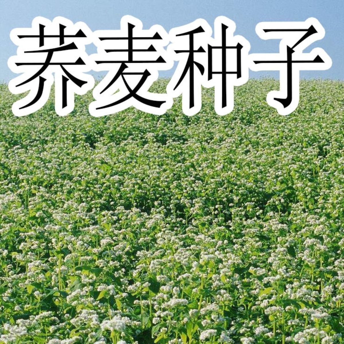 荞麦种子四季易播食用甜苦荞麦三角麦花荞乌麦蜜源植物芽苗菜种籽 - 图1