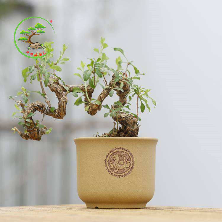 红枸杞小老桩盆栽枸杞宁夏枸杞批发绿植阳台庭院种植树苗耐寒,淘宝优惠券,粉丝福利购,淘宝优惠卷