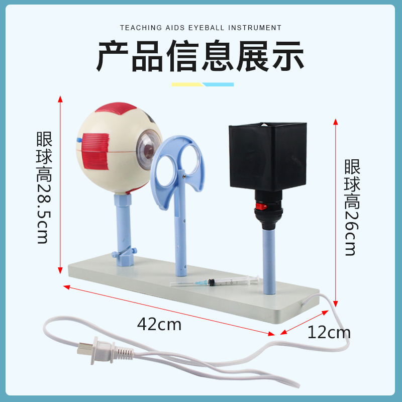 眼球仪 人体眼球仪模型3303晶状体曲率可变眼球成像结构教学仪器实验器材教具小学初高中生物实验室用 - 图1