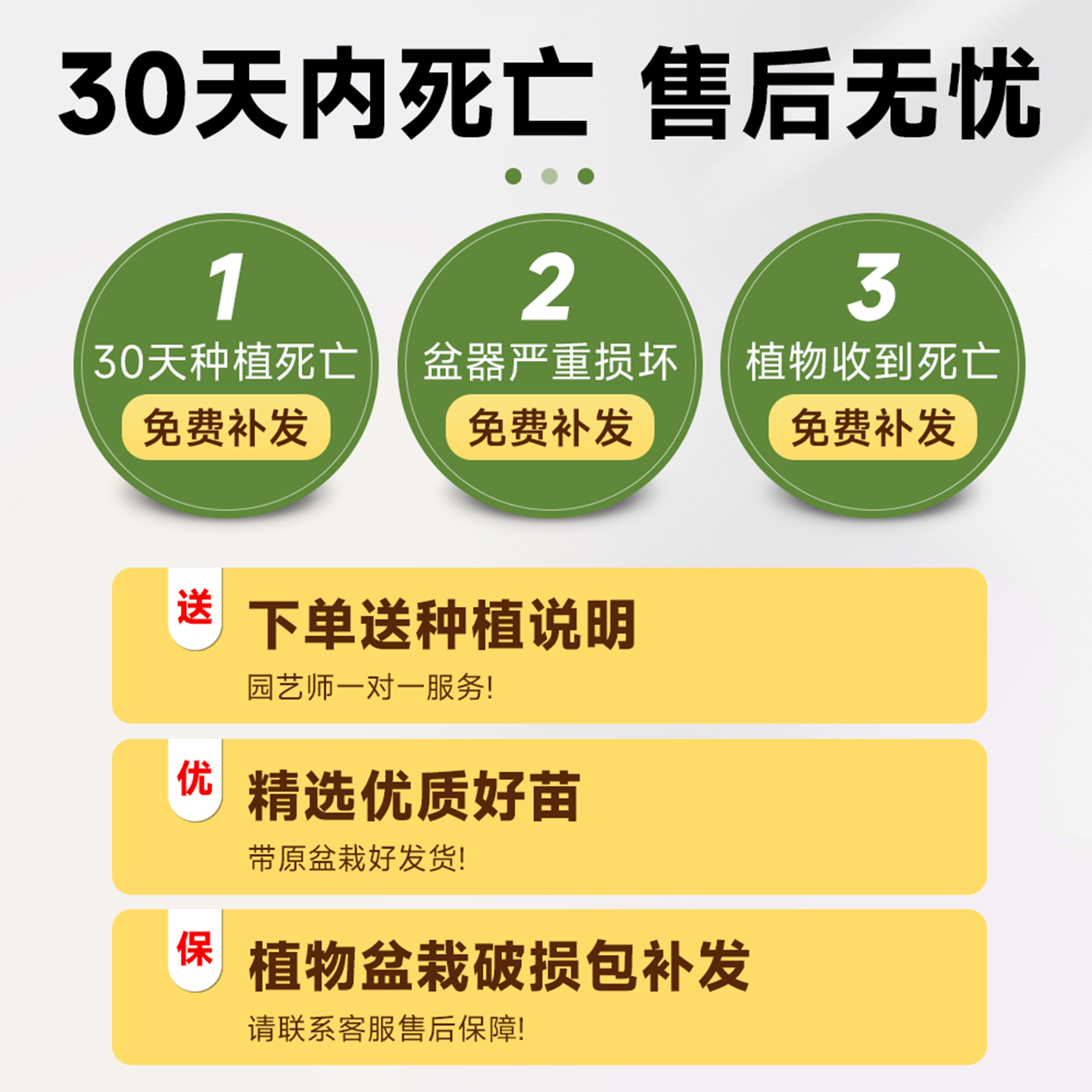 龙血树客厅高级感旺宅绿植大型黑珍珠龙血树造型盆栽室内好养植物,淘宝优惠券,粉丝福利购,淘宝优惠卷