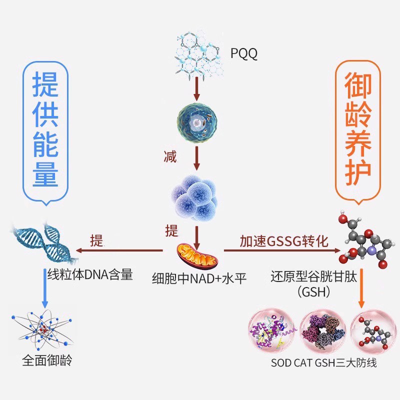 PQQ线粒体优化剂脑雾神经酸记忆力补脑素高中学生成人备考研3瓶装-图2