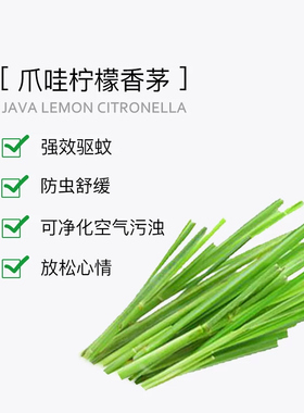 新品清洁驱蚊香茅精油