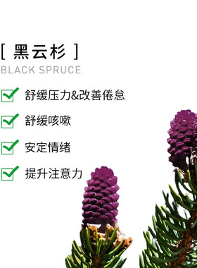 Puressentiel璞医香有机黑云杉精油舒缓压力提升注意力放松肌肉