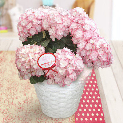 绣球花盆栽植物 新人首单立减十元 21年8月 淘宝海外