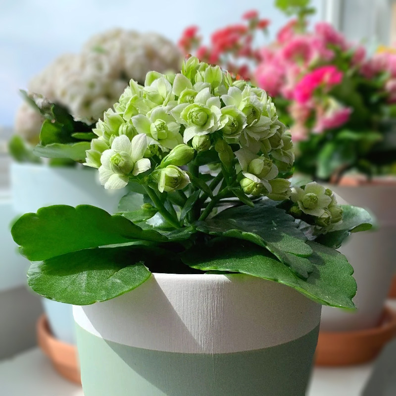 重瓣长寿花宫灯多肉花卉植物花阳台 多种颜色可以选择多盆组合更好看 馥郁芳华旗舰店 淘优券