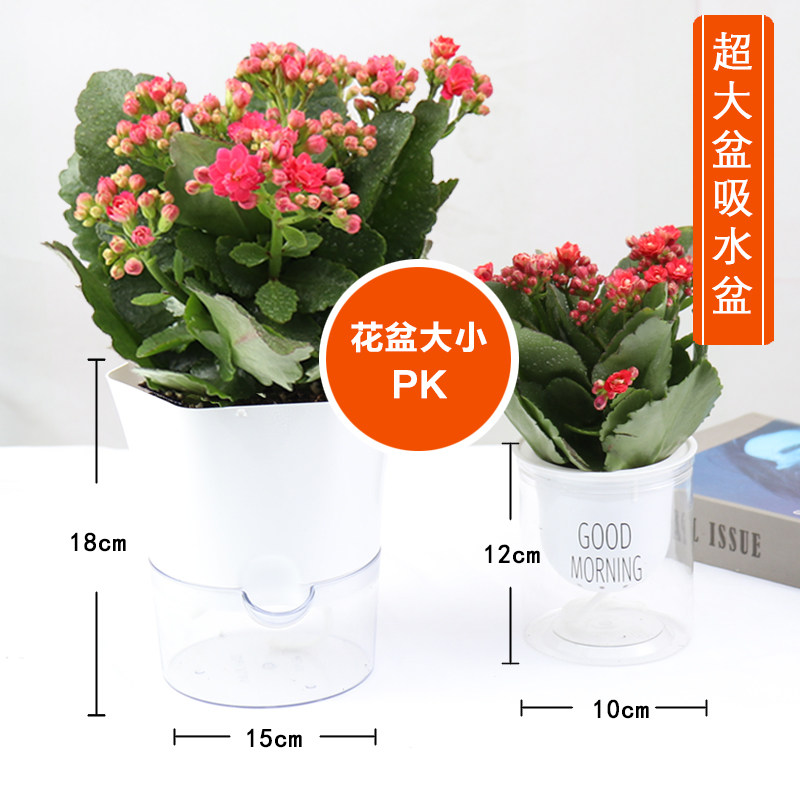 绿植花卉植物室内花盆栽水培植物绿萝发财树长寿花栀