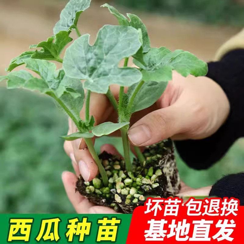 嫁接西瓜苗懒人西瓜秧苗春季庭院盆栽蔬菜苗8424甜瓜羊角蜜麒麟瓜 - 图0